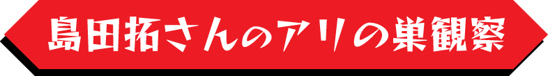 島田拓さんのアリの巣観察